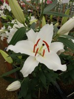 [4359 White Hero VWS No02.JPG]